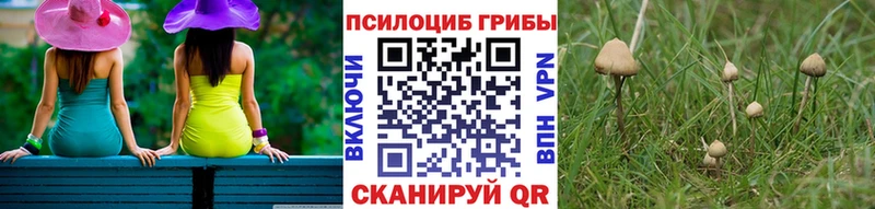площадка официальный сайт  Брюховецкая  Псилоцибиновые грибы Psilocybine cubensis 